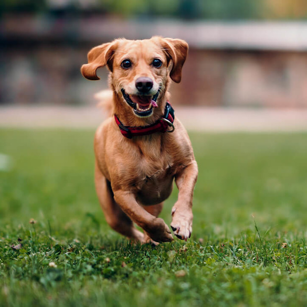 Kleiner brauner Hund läuft über Wiese