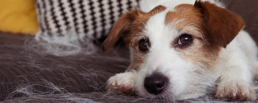 Jack Russel liegt auf Sofa Fellwechsel