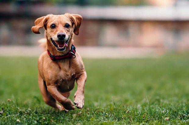 Kleiner Hund läuft über Wiese